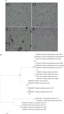 Probiotic Properties of Bacillus proteolyticus Isolated From Tibetan Yaks, China